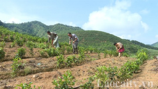 Chuyển đổi cây trồng thông qua dự án sinh kế