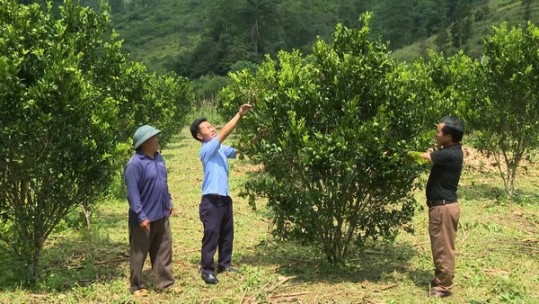 Người nông dân tiên phong trồng quýt Sen ở Tả Ngải Chồ