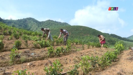 Nông nghiệp - Nông thôn: Nâng tầm thương hiệu chè Lào Cai (3/10/2023)