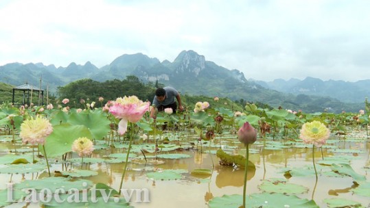 Sắc sen trên ruộng bậc thang