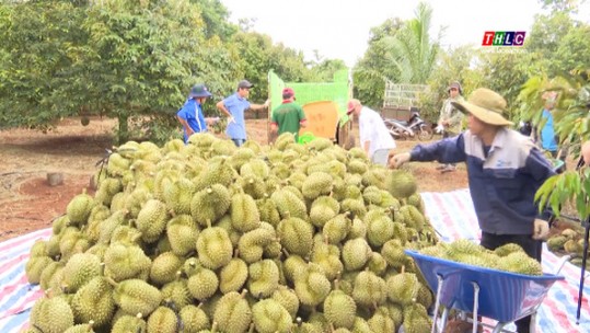 Hệ lụy từ việc tranh mua tranh bán sầu riêng