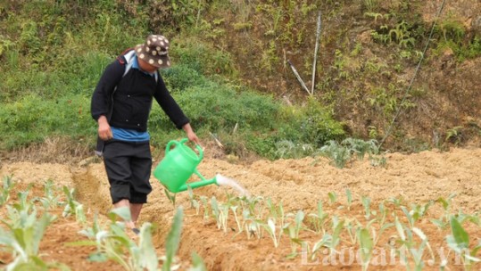 Sa Pa thu hút đầu tư vào nông nghiệp