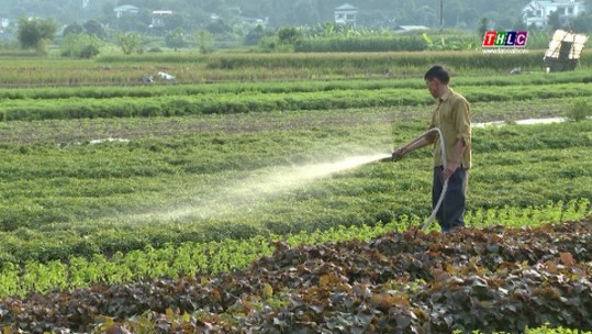 Bát Xát nâng cao giá trị trong sản xuất vụ đông