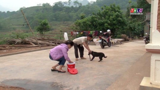 Bảo Thắng tăng cường quản lý bệnh dại