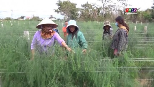 Hiệu quả chuyển đổi cây trồng trên vùng đất khát ở Ninh Thuận