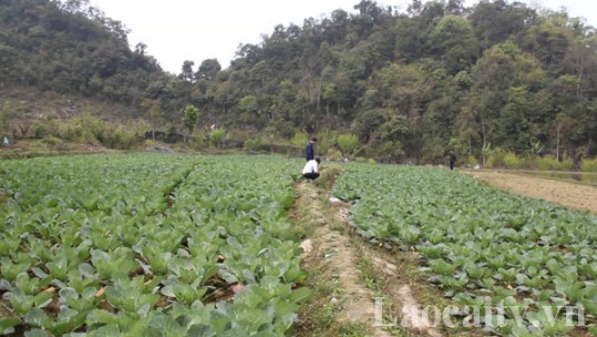 Bắc Hà nâng cao giá trị kinh tế cây vụ đông