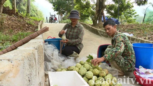 Nông dân Phong Niên thu nhập cao từ canh tác na trái vụ