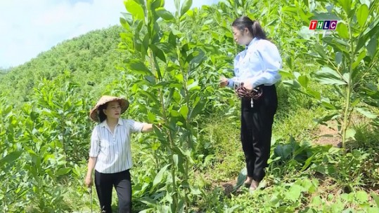 Xã khó khăn của huyện Hàm Yên (Tuyên Quang) nỗ lực phát triển kinh tế