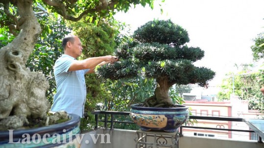 Thú chơi bonsai