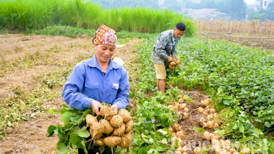 Nông dân Thái Niên trồng củ đậu, thu lãi từ 5 - 6 triệu đồng/sào