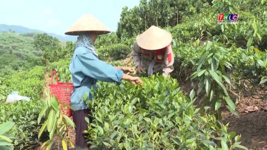 Bảo Yên bàn giải pháp thúc đẩy liên kết sản xuất ngành hàng chủ lực chè, dâu tằm