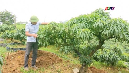 Tỷ phú trồng đào trên cao nguyên Mộc Châu