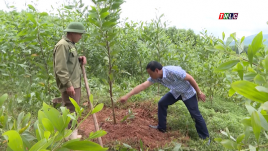 Nghệ An: Cần thêm những giải pháp nâng cao giá trị kinh tế rừng