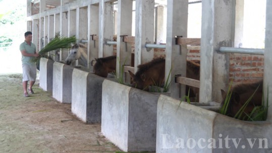 Anh Phạm Mạnh Đạt làm giàu từ nuôi ngựa sinh sản