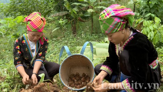 Đưa sản phẩm bản địa trở thành sao OCOP