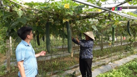 Quang Kim: Nông dân thu nhập cao từ cây bí xanh