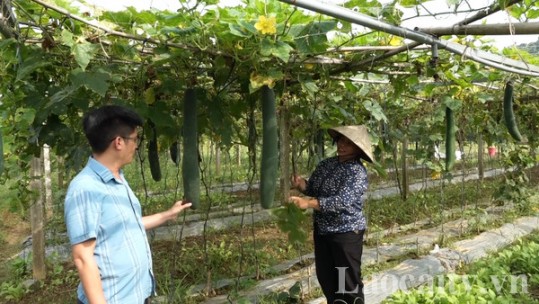 Nông dân Quang Kim thu nhập cao từ cây bí xanh