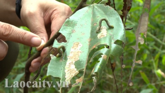 Hỗ trợ nông dân phòng trừ sâu bệnh gây hại rừng quế