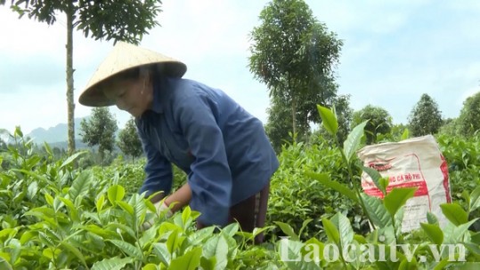 Nông dân thu hơn 353 tỷ đồng từ chè búp tươi