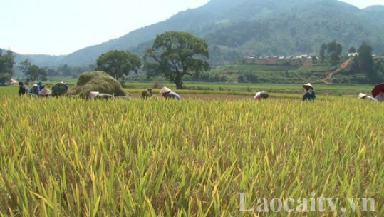 Lào Cai: Sản xuất lúa, gạo mang về giá trị khoảng 1.500 tỷ đồng