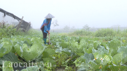 Lùng Phình nâng cao giá trị cây vụ đông