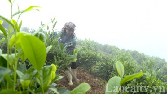 Mường Khương đẩy nhanh tiến độ trồng chè