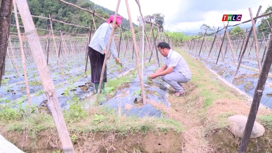 Lai Châu: Trồng dưa bao tử cho hiệu quả kinh tế cao