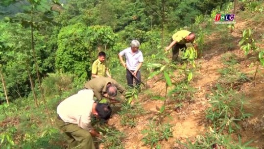 Toàn tỉnh đạt trên 90% kế hoạch trồng rừng