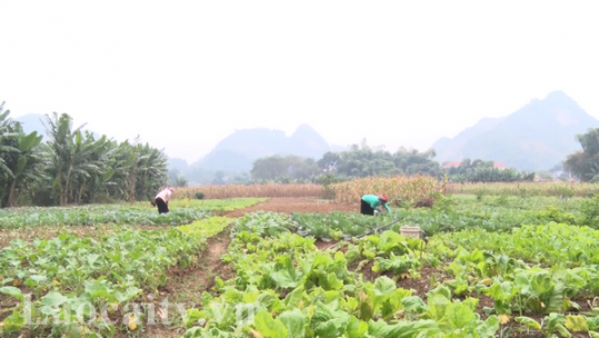 Nông dân Văn Bàn thay đổi nhận thức trong sản xuất vụ đông