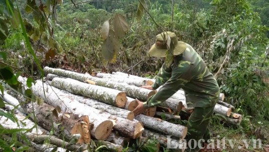 Bảo Thắng: Giá trị khai thác lâm sản đạt hơn 36 tỷ đồng/năm