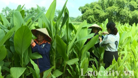 Gắn phát triển sản phẩm OCOP với vùng nguyên liệu