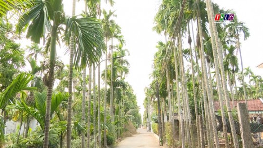 Người dân Nam Định có thu nhập cao từ trồng cau