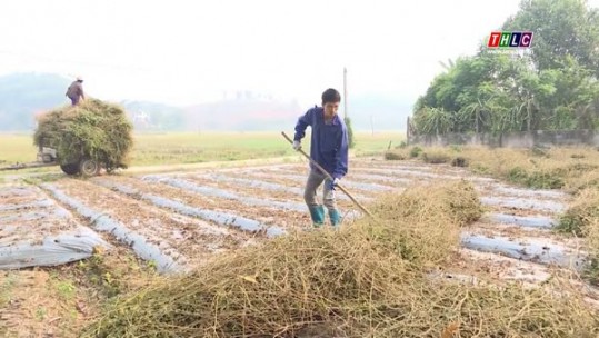 Huyện Sơn Dương, tỉnh Tuyên Quang phát triển cây cà gai leo