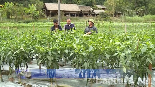 Tuyên Quang phát triển nông nghiệp hàng hóa