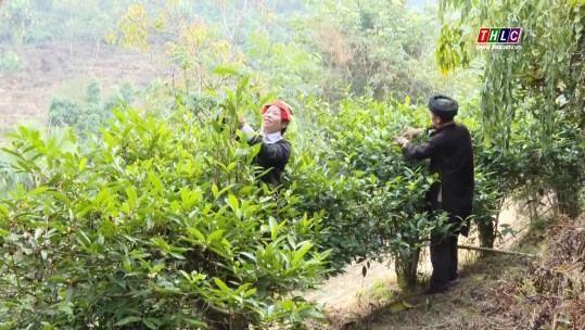 Hà Giang quyết tâm tăng trưởng du lịch nông nghiệp