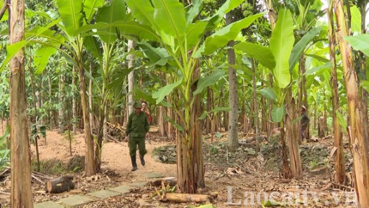 Bảo Yên là vùng trồng chuối mới của tỉnh