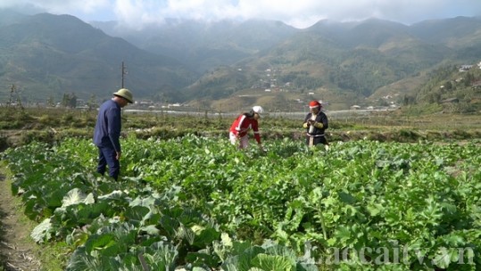 Nông dân Tả Phìn sản xuất rau vụ đông nâng cao thu nhập