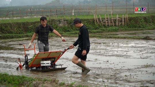 Thành phố Lào Cai: Đưa máy cấy lúa vào đồng ruộng