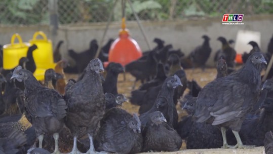 Nuôi giống gà đen đem lại hiệu quả kinh tế cao tại Yên Lập (Phú Thọ)
