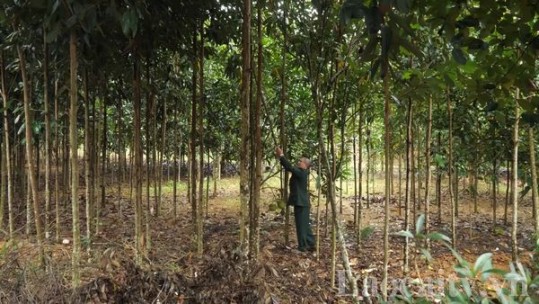 Cựu chiến binh vượt khó làm kinh tế giỏi