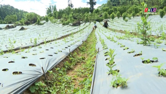 Toàn tỉnh dự kiến trồng mới trên 1.000 ha cây dược liệu trong năm 2024