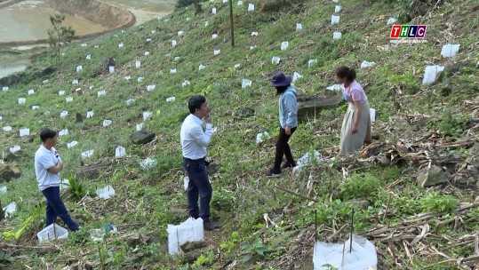 Bát Xát thử nghiệm luân canh trên đất trồng chuối bị nhiễm bệnh Panama