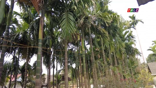 Nông dân Phú Nhuận nâng cao thu nhập từ trồng cau