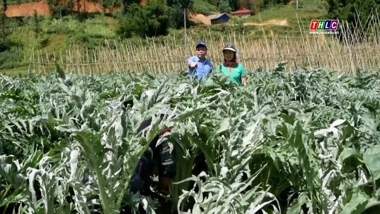 Nông dân tập trung thu hoạch dược liệu Atiso