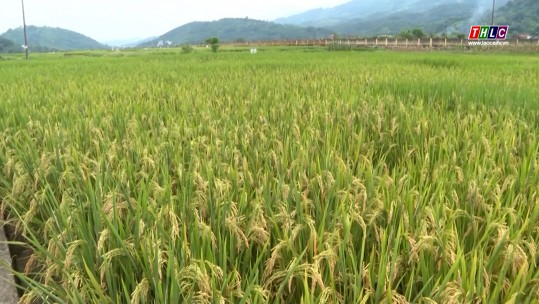 Đưa Lào Cai thành vùng sản xuất giống lúa lai lớn của cả nước