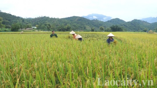 Lào Cai - Thái Bình: Tăng cường hợp tác trong lĩnh vực nông nghiệp
