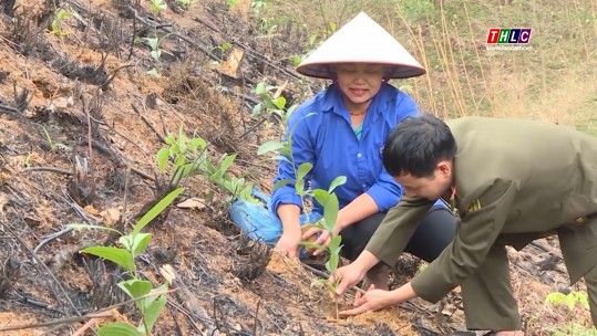 Phú Thọ tích cực triển khai kế hoạch trồng quế