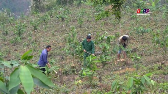 Bảo Yên: nhiều hộ dân phát triển cây giang lấy lá
