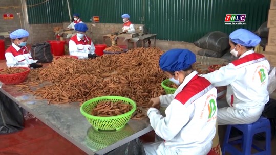 Lào Cai bình chọn sản phẩm công nghiệp nông thôn tiêu biểu