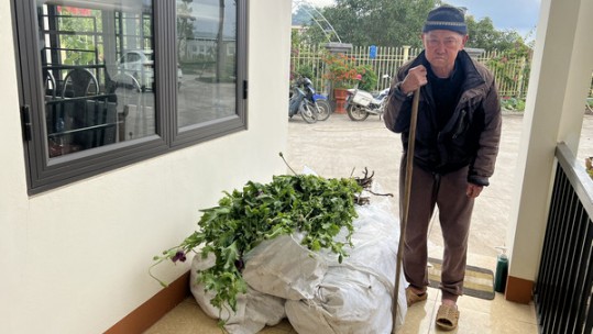 Triệt phá vườn cây thuốc phiện tại phường Hàm Rồng, thị xã Sa Pa